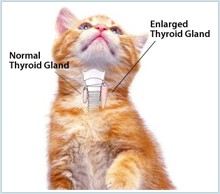 WHAT IS HYPERTHYROIDISM