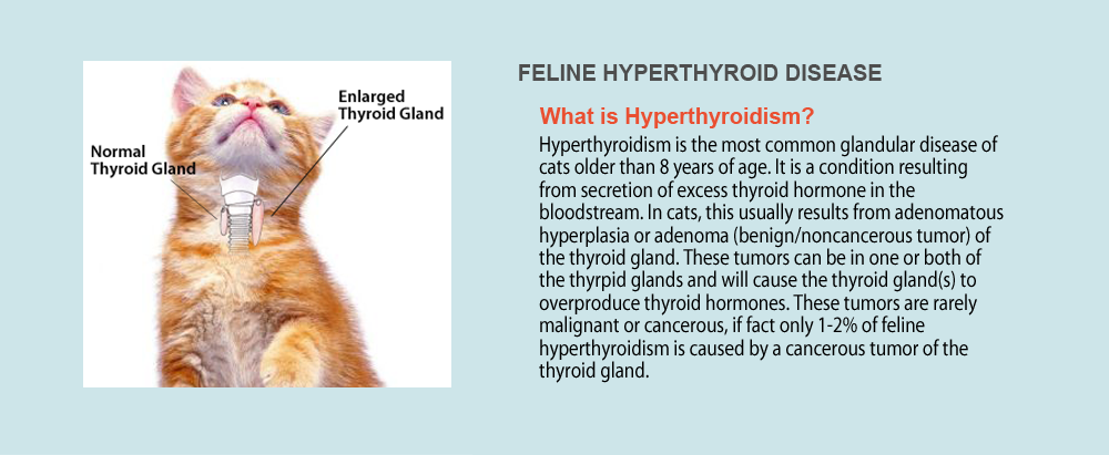 What is Hyperthyroidism?